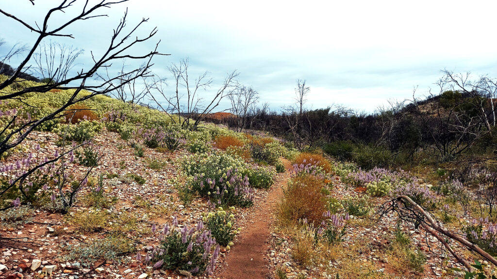 Our views while hiking the Larapinta Trail - Northern Territory, Australia