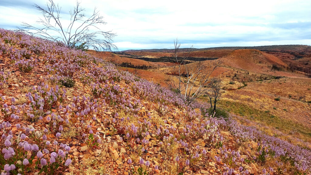 Our views while hiking the Larapinta Trail - Northern Territory, Australia