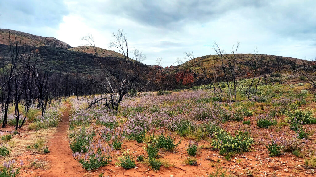 Our views while hiking the Larapinta Trail - Northern Territory, Australia