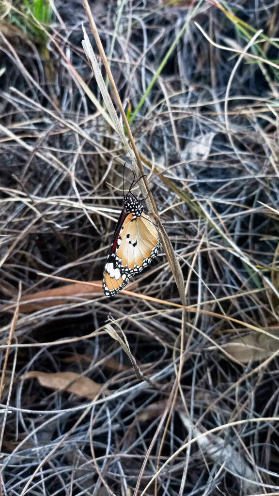 Butterfly in the Northern Territory, Australia - Larapinta Trail