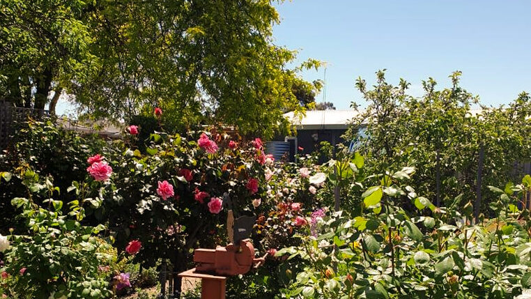 A garden in Murray Bridge 