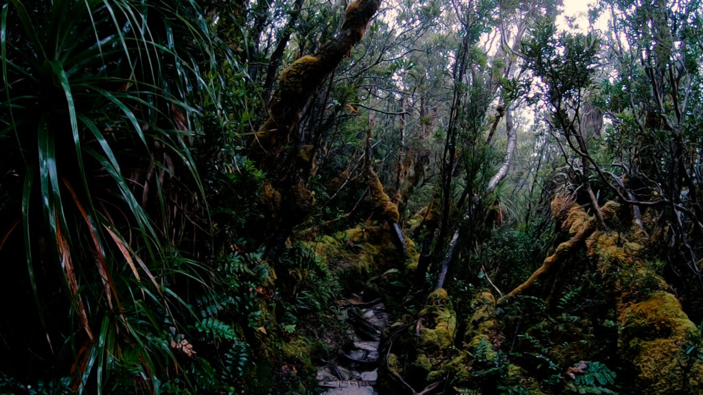 Walking through the rainforest 