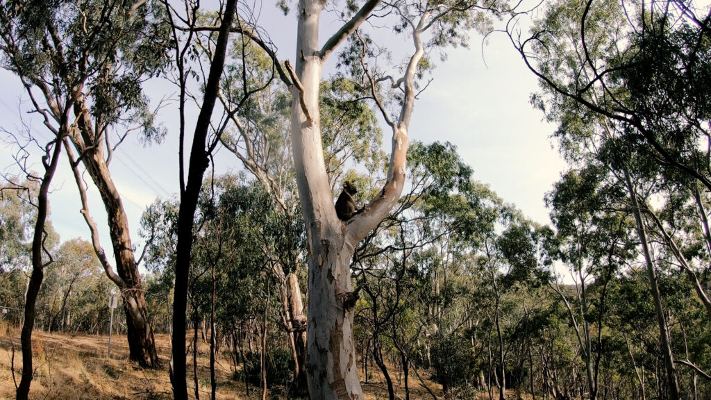 Nature - koala in a tree