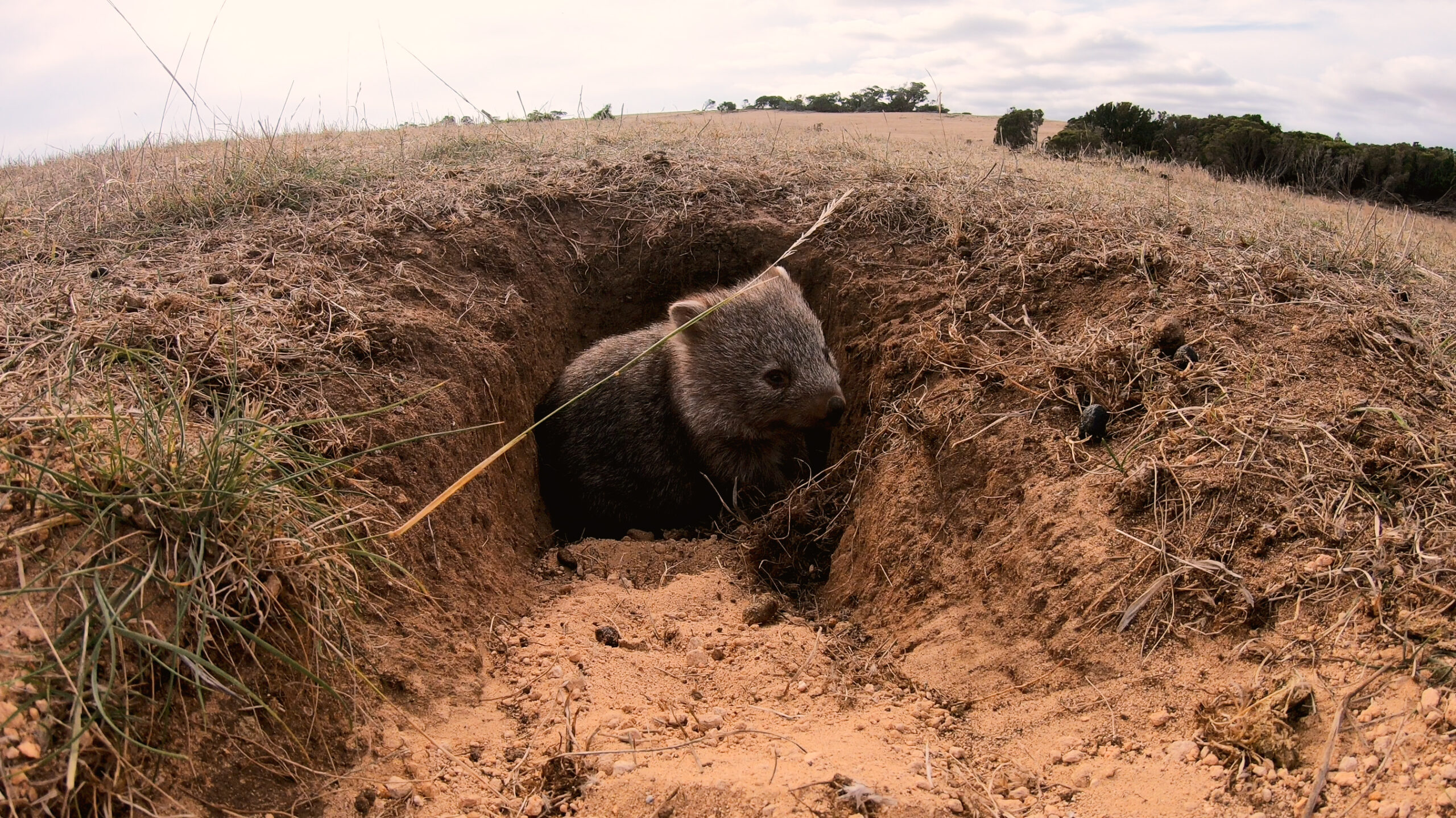 A wombat in his house