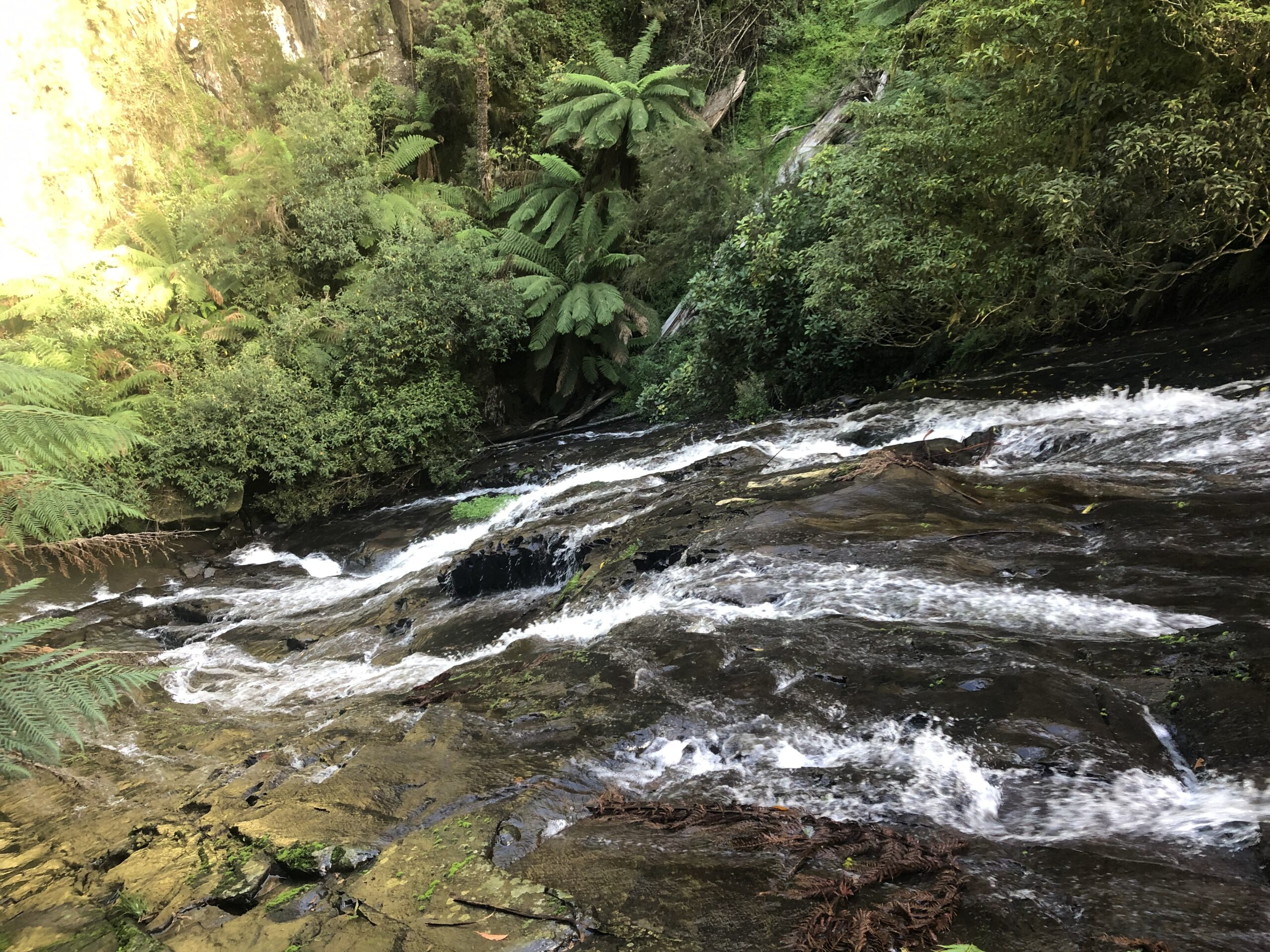Tarra Valley waterfall from above