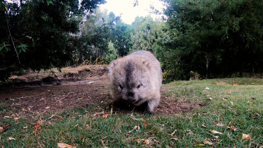 A wombat on Maria Island
