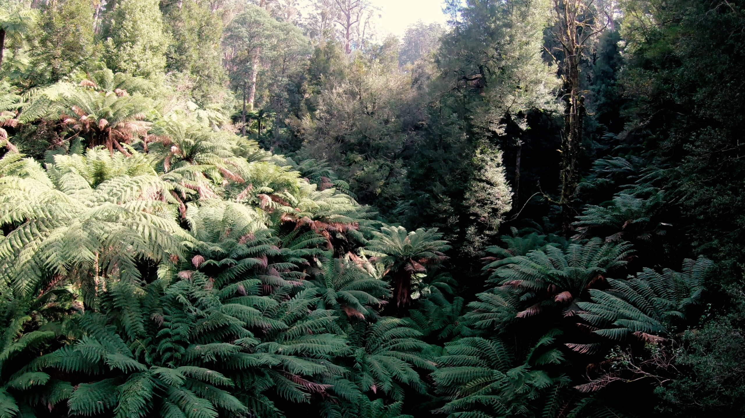 Vegetation in Victoria - Tarra Bulga walking trails