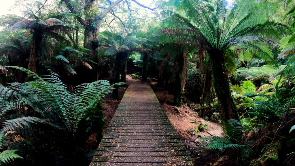 Hiking trail in the Tarra Bulga National Park