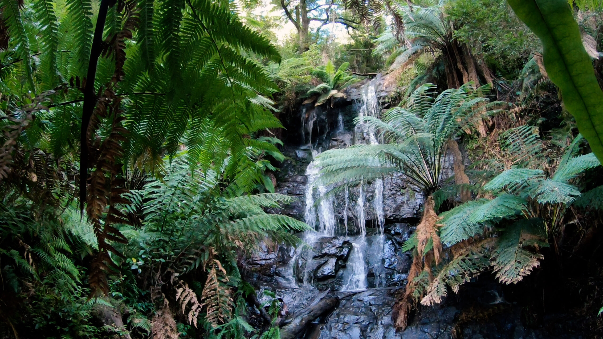 The Cynthia Falls in the Tarra Bulga National Park - Victoria, Australia