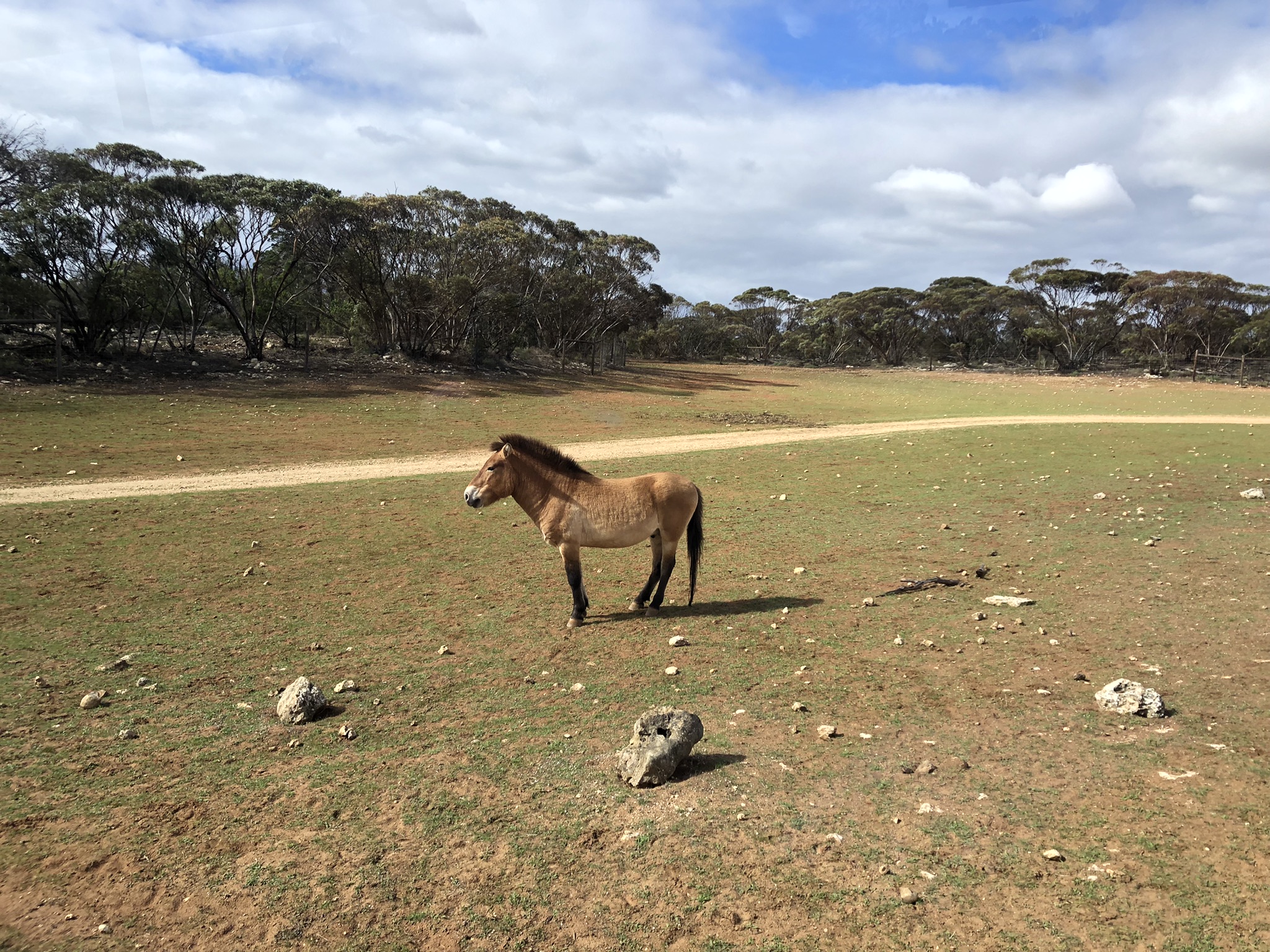 A Przewalski's Horse in the Monarto Safari Park