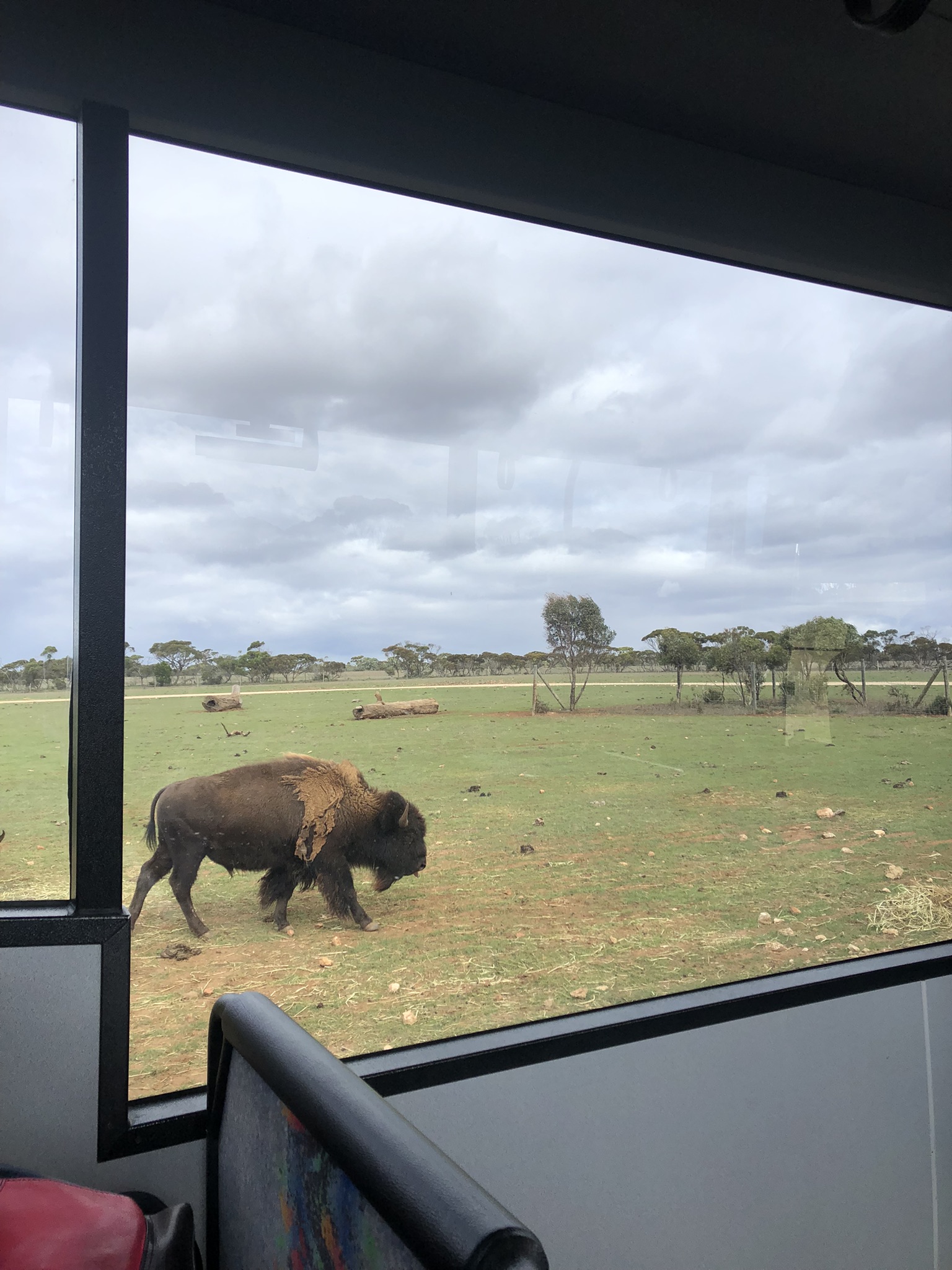 Bison out the bus window