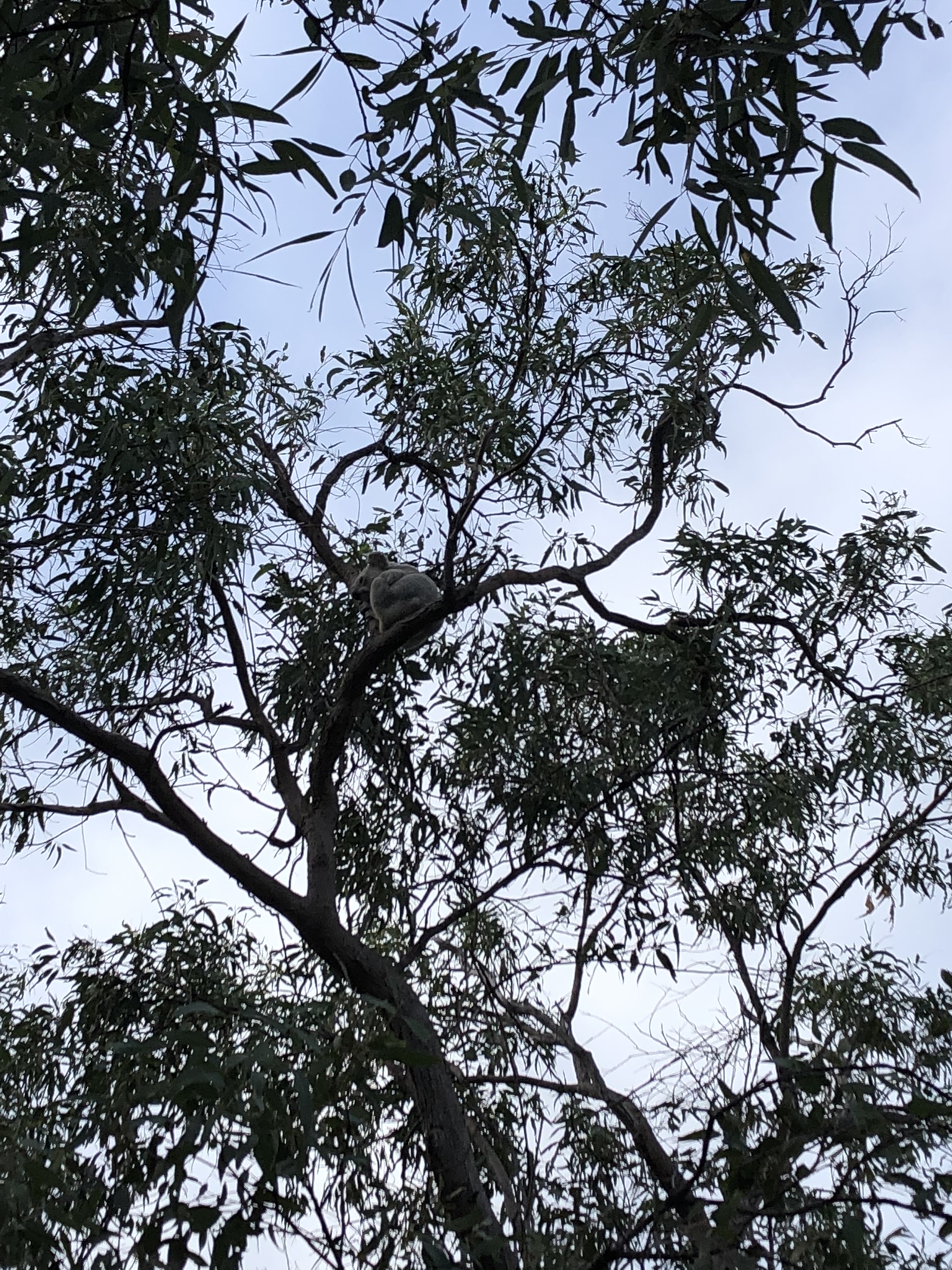 Koala high in the trees