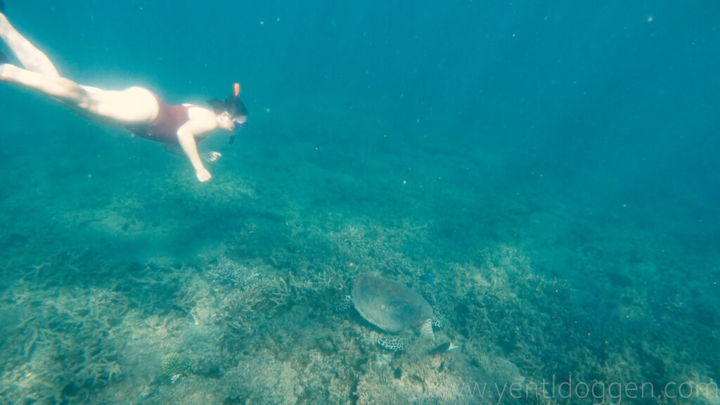 Avalon snorkeling on Kepple Islands with a Turtle