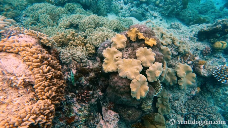 Coral on the Great Barrier Reef