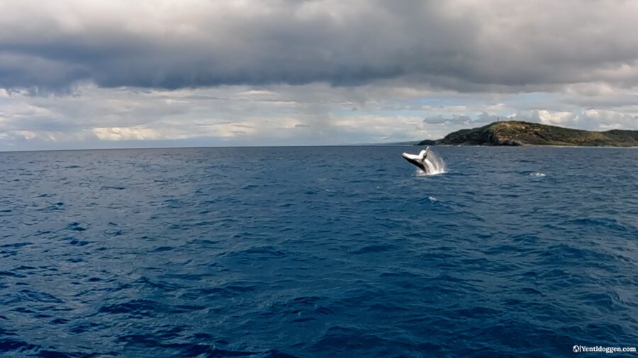 Whale watching Tangalooma Island