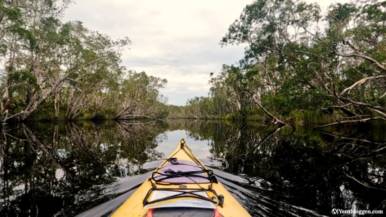 Kayak in the Noosa Everglades